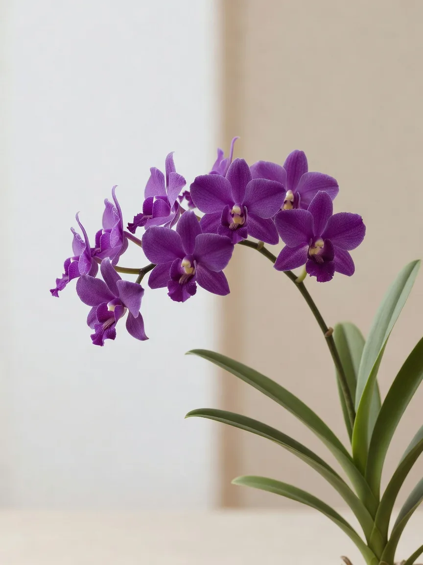オンシジウムの花穂